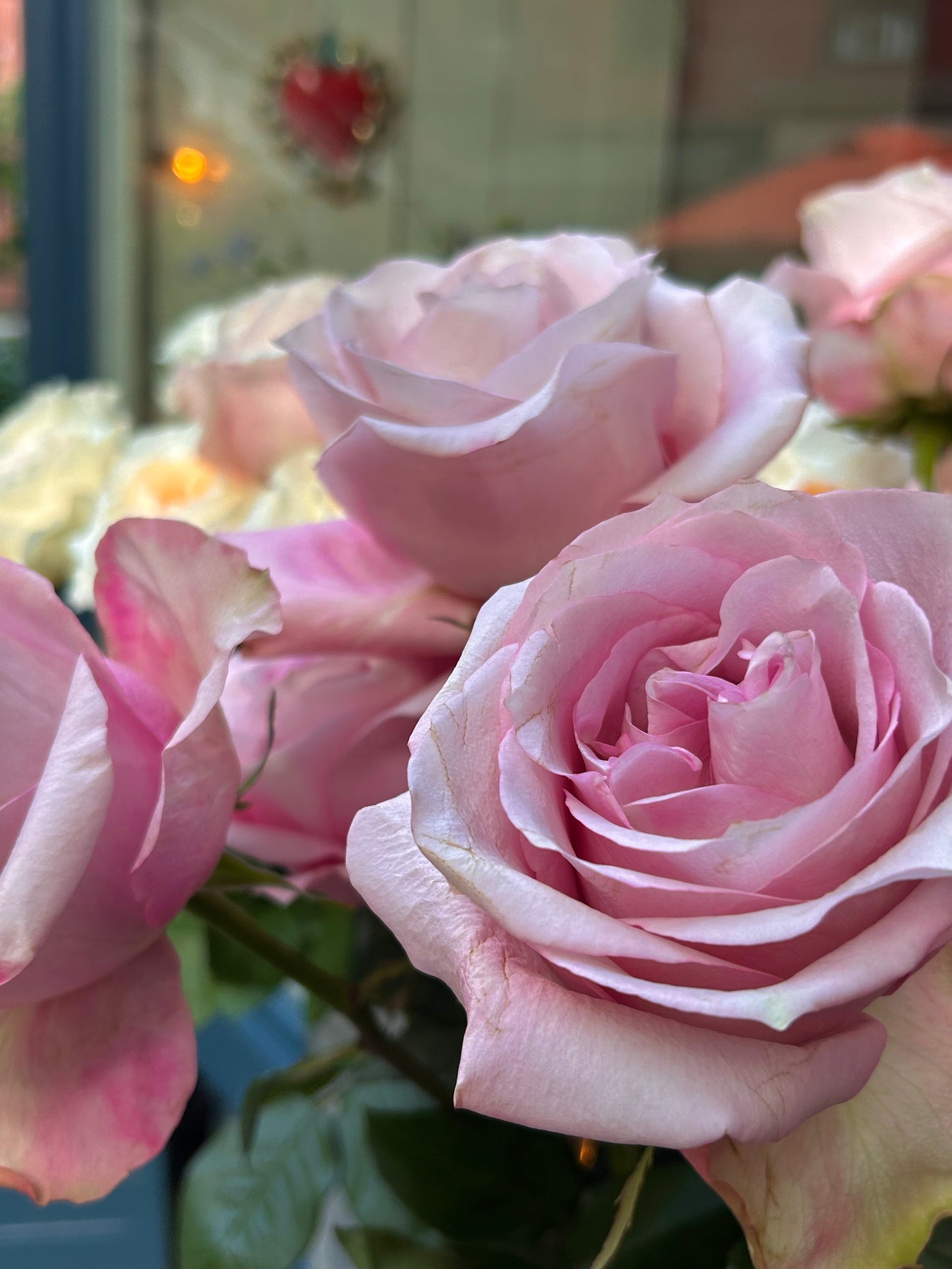 Bloom of the week