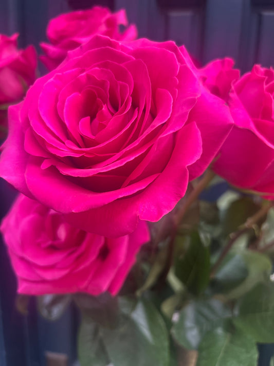Bloom of the week